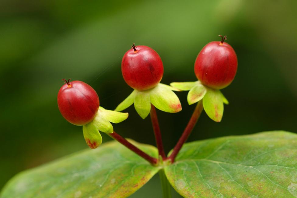 Hypericum androsaemum